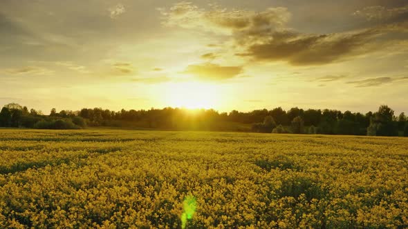 Flowering Rapeseed Field at Sunset, Timelpase