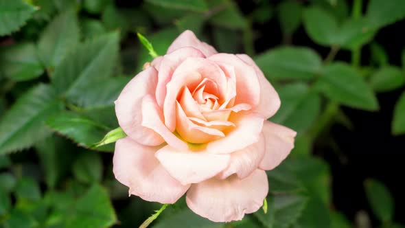 Time Lapse of Opening White Rose Flower