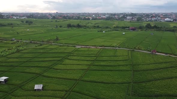 Aerial View Over Rural Rice Fields In Canggu, Bali. Pedestal Up, Pan Left