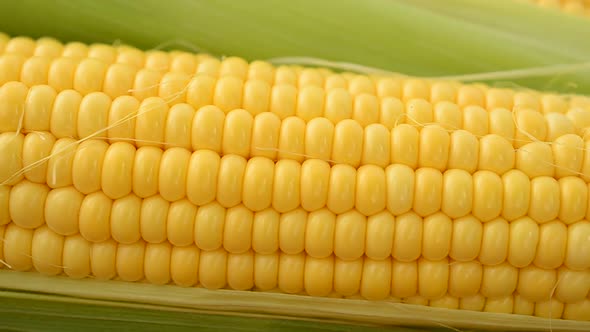 Corn 8