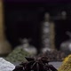 Oriental Spices on a Dark Background Move on a Steep Surface - VideoHive Item for Sale