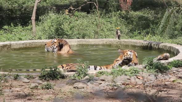Clip of two tigers taking a bath in a pool the zoo of Indore, Madhya Pradesh, India. Wild animals re