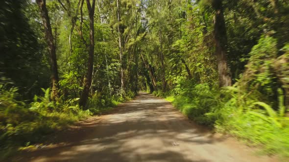 Road through tropical forest in Hawaii