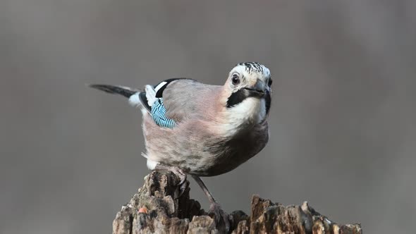 Eurasian jay Garrulus glandarius sitting on the feeder in the wild. Close up