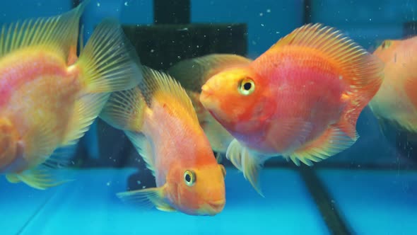 Fish Parrot Red