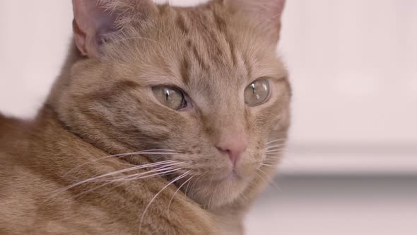 Lazy but playful cat lounges around a house lazily 7