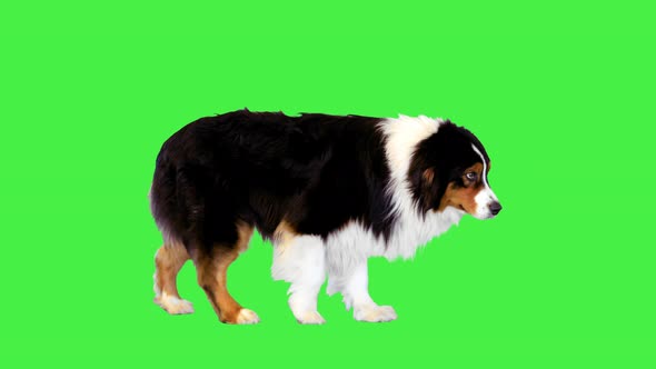 Australian Shepherd Dog Walking Forward on a Green Screen Chroma Key