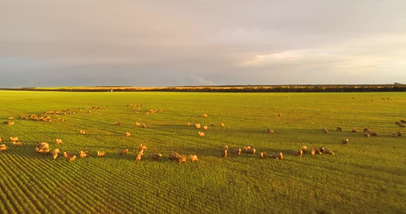 Drone shot over sheep in a pasture paddock