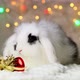A small black and white rabbit is holding a bell. New Year's decorations. - VideoHive Item for Sale