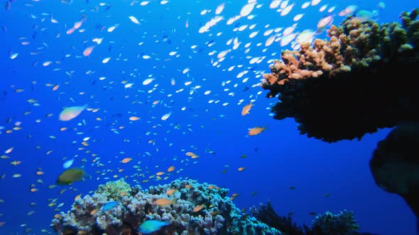 Underwater Scene Marine Life