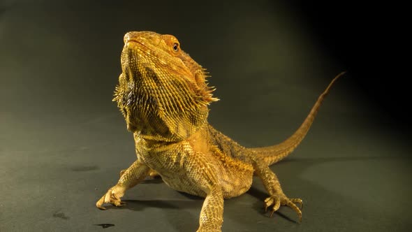 Lizards Bearded Agama or Pogona Vitticeps at Black Background. Close Up