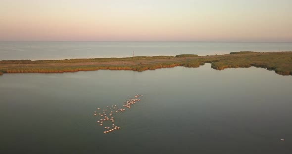 Breeding Grounds of Pelicans in Tuzly Estuary National Nature Park Near By Black Sea Coast, Ukraine