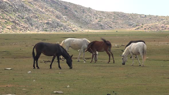Free Wild Horses and Mules