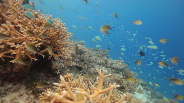 Nice Corals With Reef Fish