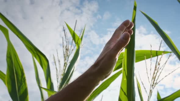 Farmer Hand Touching Green Leaves of Corn on Sky Background