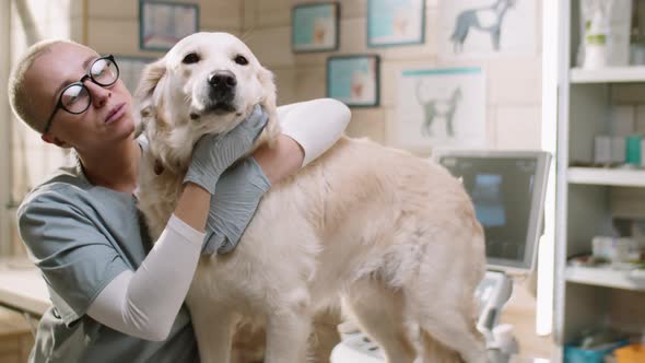 Female Vet Petting Golden Retriever Dog in Clinic