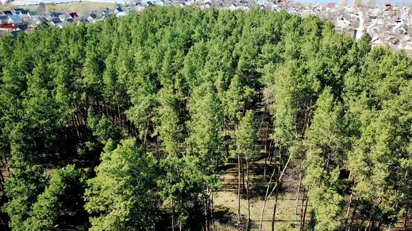 Beautiful view of green forest with pine trees near the rural place with a lot of small houses