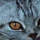 Cat's Eyes - VideoHive Item for Sale