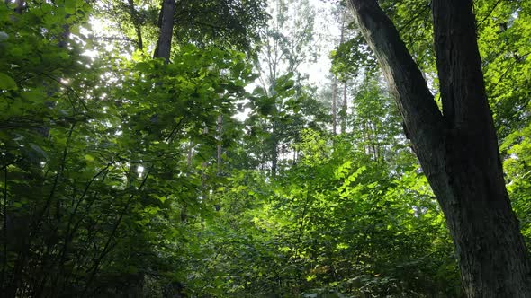 Slow Motion View of Green Forest By Day