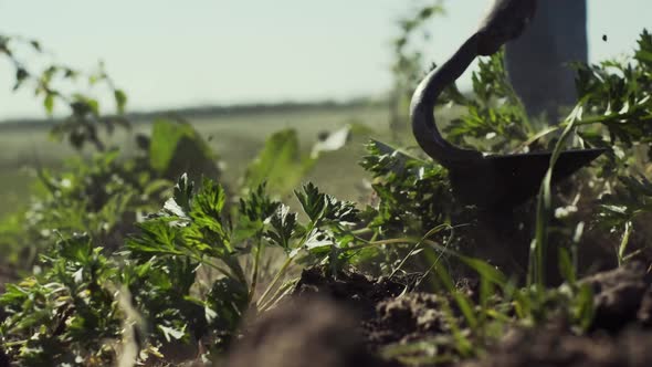 Man Removes Weeds.