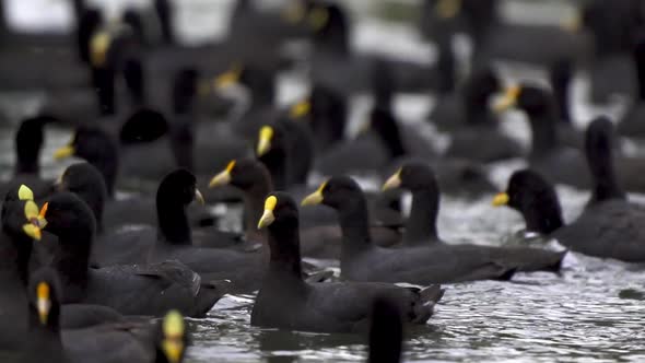 Close up of a flock of red-gartered and white-winged coots swimming together on a pond. Slow motion.