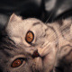 Cute Cat - VideoHive Item for Sale