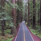 Flying down paved road in Redwood forest of northern California - VideoHive Item for Sale
