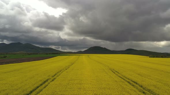 Rapeseed Plantations Under Cloudy Sky 4