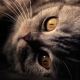 Thoughtful Cat - VideoHive Item for Sale