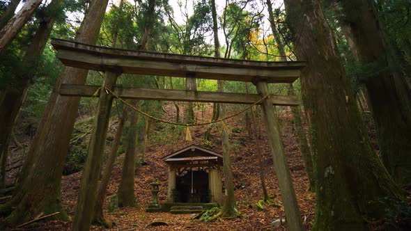 Tilt down, shrine and gate amongst forest, Kumano Kodo Japan