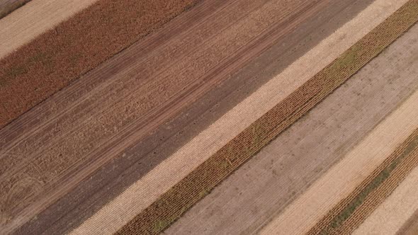 Top view aerial footage of agriculture corn fields in 4k resolution.