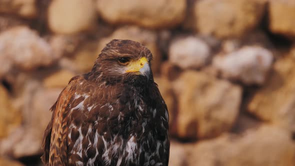 War Bird Falcon Eagle Head Portrait Trained Flying Animals Closeup