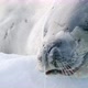 Crabeater seal on snow - VideoHive Item for Sale