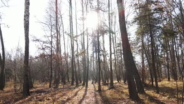 Beautiful Forest with Trees in an Autumn Day