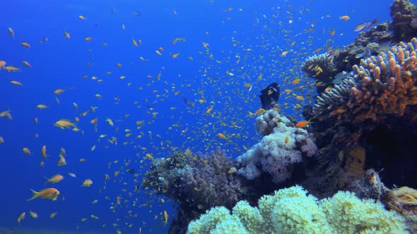 Reef Underwater Marine Scene