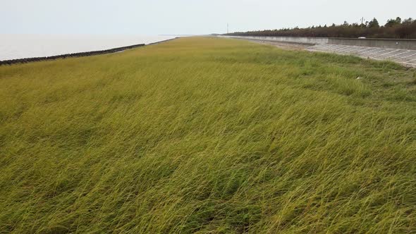 Coastal Weeds