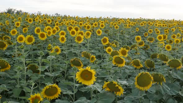 Countless sunflower Helianthus annuus heads in the field 4K video