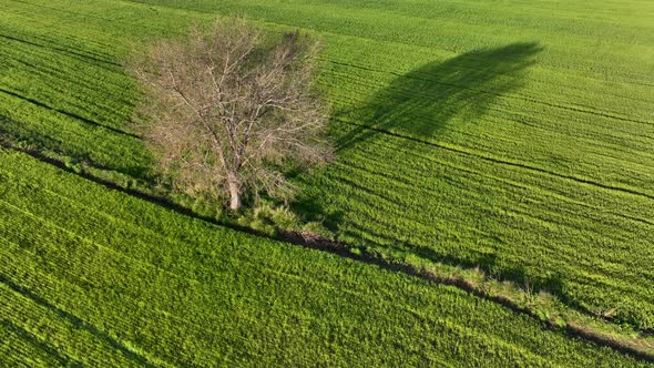 Farm Green Texture 4 K Aerial View