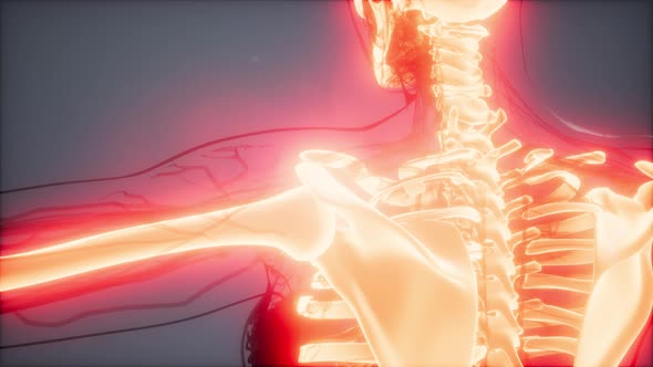 Transparent Human Body with Visible Bones alt