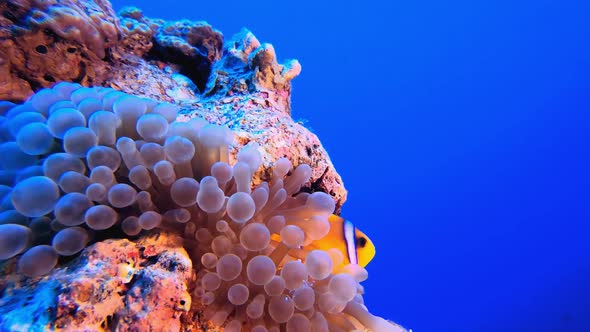 Tropical Blue Water Clownfish