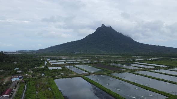 Prawn Fish Farm Aerial