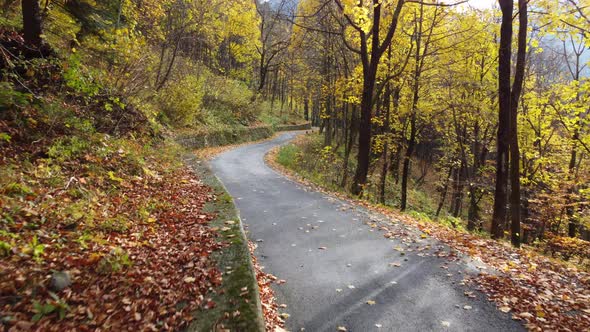 Autumn road in mountain forest, yellow and red foliage trees aerial view