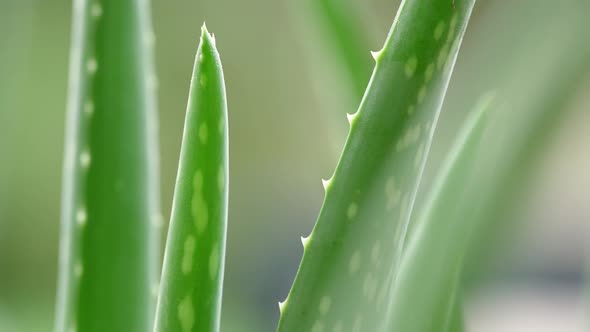 Aloe Vera 27