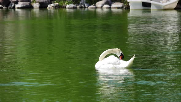 White Swan Cleaning Its Feathers