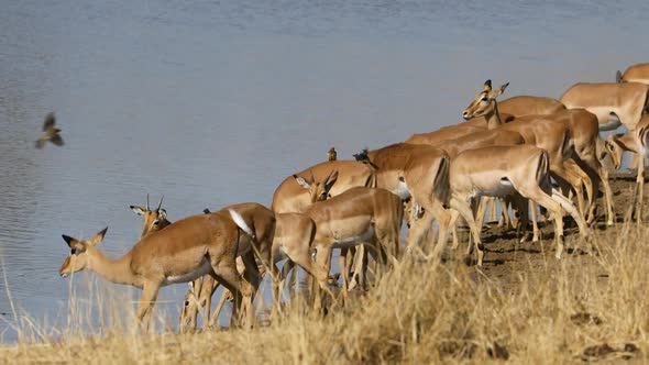 Impala Antelopes Drinking Water - Kruger National Park 