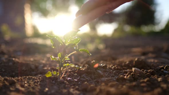 Seeding, Seedling, male Hand Watering Young Plant