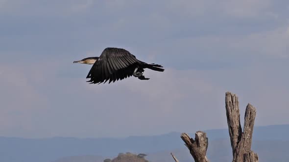 980372 White-Breated Cormorant, phalacrocorax carbo lucidus, Adult taking off, in Flight, Baringo La