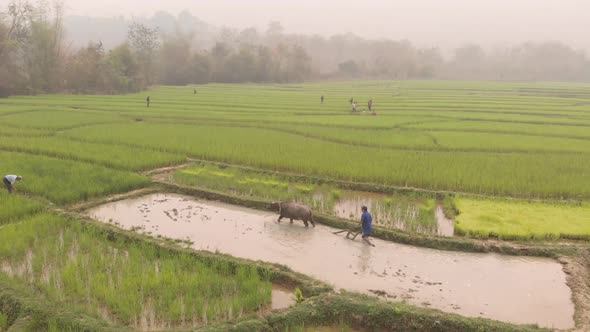 Aerial view of farmers working in paddy fields.