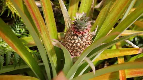 Baby Pineapple Fruit on Tree