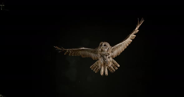 900194 Eurasian Tawny Owl, strix aluco, Adult in Flight, Normandy, Slow motion 4K